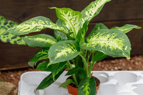 Do Indoor Aloe Plants Bloom - Is Aloe Vera Flower Luck