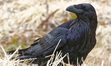 Why Ravens And Crows Are Earths Smartest Birds 6 12