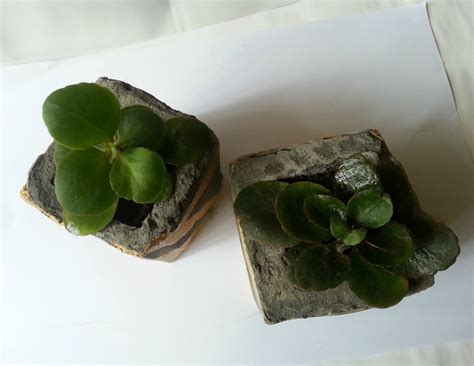 You can place them indoors or use them in # diy concrete planter. D.I.Y Concrete Planters · How To Make A Concrete Planter ...