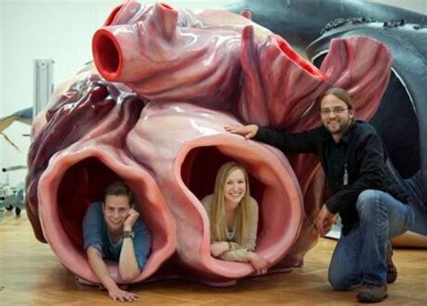The blue whale (scientific name: The Blue Whale's Heart | Deskarati