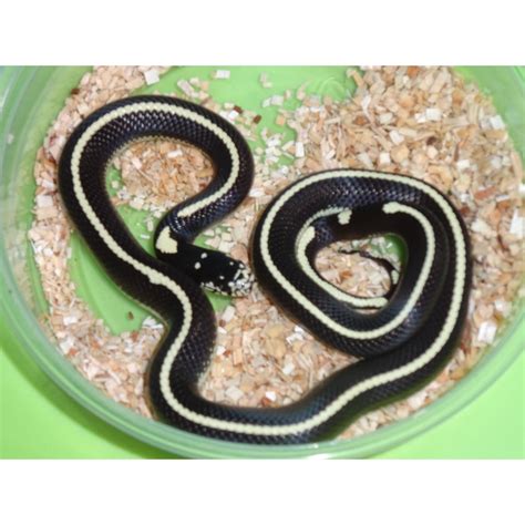 Black And White California King Snake Striped Baby
