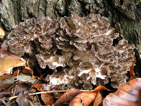 How To Identify Edible Mushrooms On Your Yard Hubpages