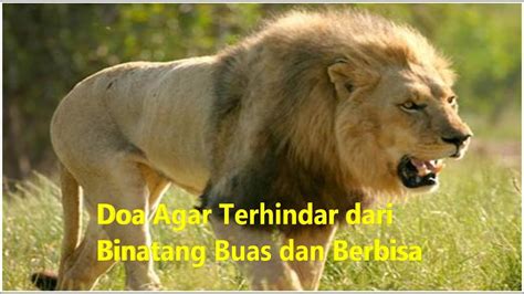 Maybe you would like to learn more about one of these? Doa mengusir dan Agar Terhindar dari Binatang Buas dan ...