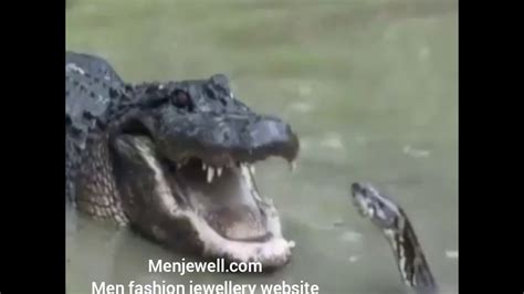 Abnormally Large Anaconda Vs Giant Crocodile Fight Rare And Shocking