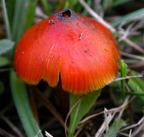 Blackening Waxcap Hygrocybe Conica A More Mature Specim Flickr