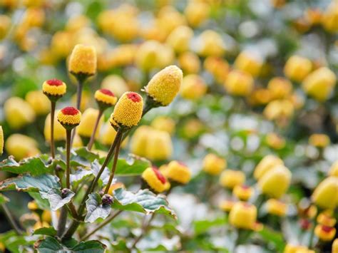 Learn About Spilanthes Plants Tips For Spilanthes Planting And Care