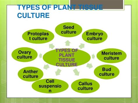 Plant Tissue Culture