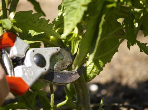 How To Prune Tomato Plants ⋆ Big Blog Of Gardening