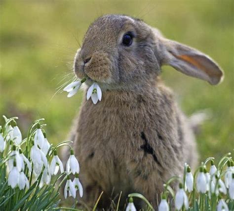 Es Wird Frühling Hasen Fotos Flauschige Tiere Kaninchen