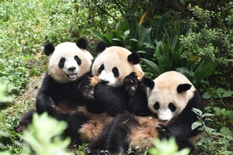 13 Filhotes De Panda Fazem Sua Primeira Aparição Pública Na China