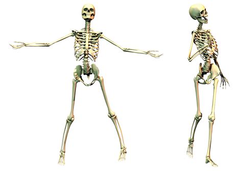 Esqueleto Png