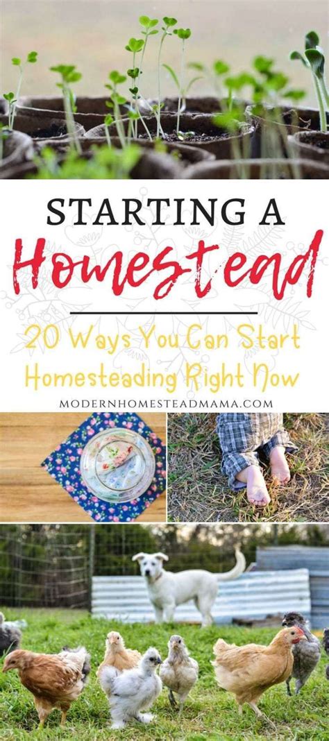 starting a homestead 20 ways you can start homesteading right now urban homesteading