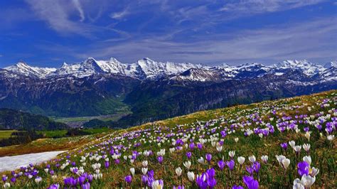 Spring Mountain Landscape Wallpaper For Desktop And Mobile