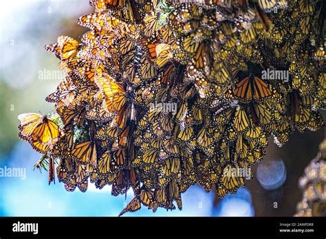 Monarch Butterflies Mass Together As They Over Winter In The Sierra