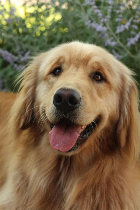 Goldens Have Angelic Faces Retriever Puppy Dogs And Puppies Retriever