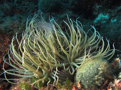 anemone-di-mare-95 - Biologia marina del Mediterraneo