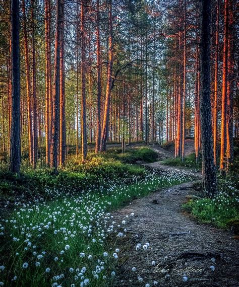 🇫🇮 Morning Light On The Trail Finland By Asko Kuittinen Cr Reverse