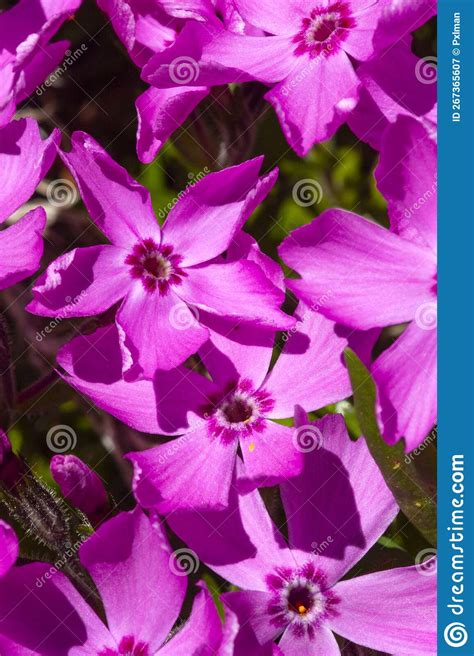 Pink Creeping Phlox Flowers In Springtime In Newport New Hampshire