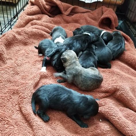 10 New Boarder Collie Mixed With A Pug Puppies Pug Puppies Pugs