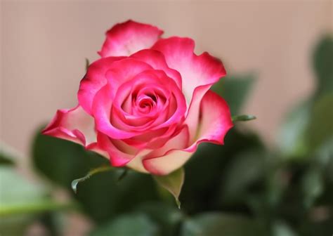Premium Photo Beautiful Red Rose Close Up