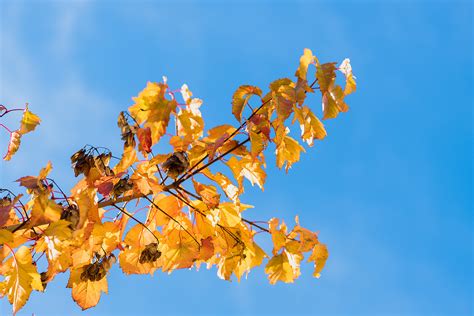 Free Images Tree Nature Branch Blossom Sky Sunlight Leaf Fall