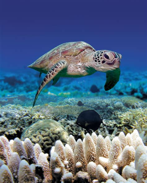 Green Sea Turtles Are Rarely Seen On Land But When They Do Make It To
