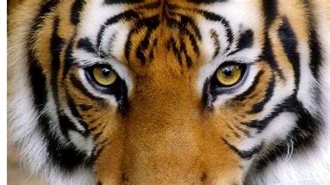 Tiger Eyes Wallpapers Bigbeamng