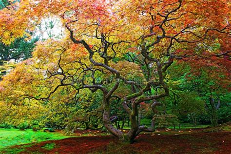 Japanese Lace Leaf Maple Giant Tree In Autumn Fall Stock Image Image