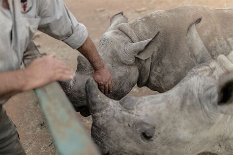 South Africa Rhino Poaching Shifts To Kwazulu Natal Province As