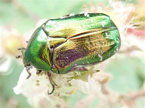 jewel beetle wildlife morecambe bay