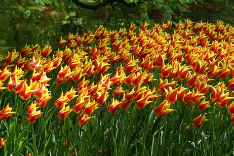 Tulip Mania In Seventeenth Century Amsterdam Amsterdam Now