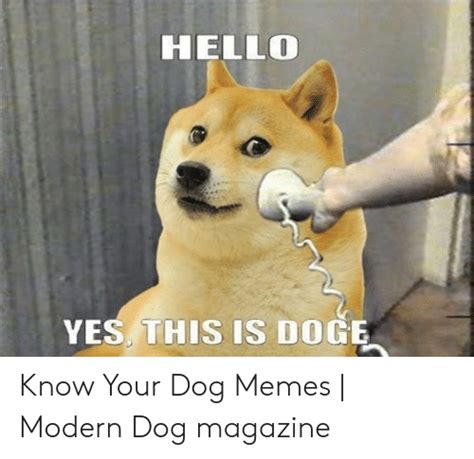 Doge Dog Facetime Meme Apsgeyser