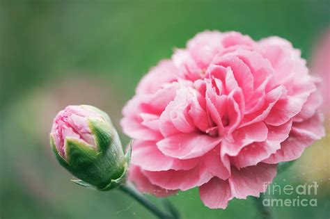 Carnation Dianthus Caryophyllus Giant Chabaud Mixed Photograph By