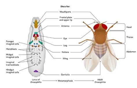 Lecture Introduction To Drosophila Development Flashcards Quizlet
