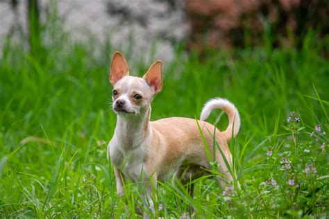 What Dog Breeds Stay Small Forever