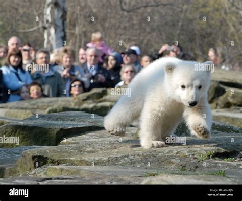 Knut The Famous Polar Bear Cub In Berlin Zoo Stock Photo Alamy