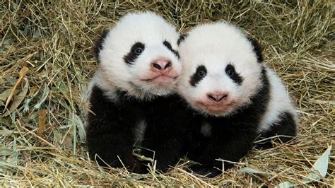 Super panda rescue team episode: Vienna Zoo Welcomes Adorable Twin Baby Giant Pandas ...