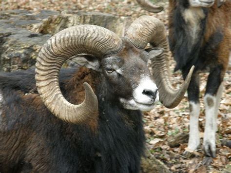 A European Mouflon Male In The German Forest Sheep Breeds Animals