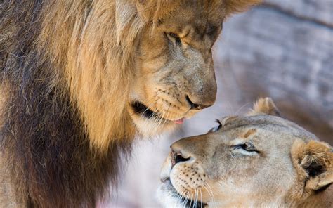 Wallpaper Lion Lioness Love Couple 1920x1200 Hd Picture