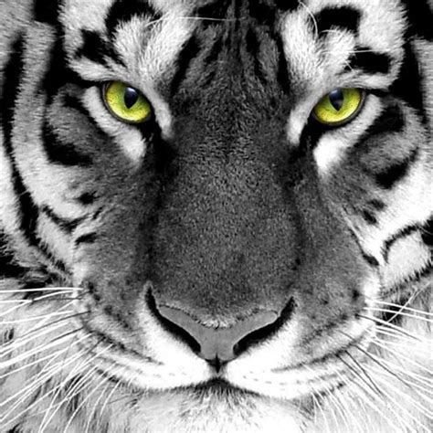 10 Latest White Tiger Hd Wallpapers 1080p Full Hd 1080p