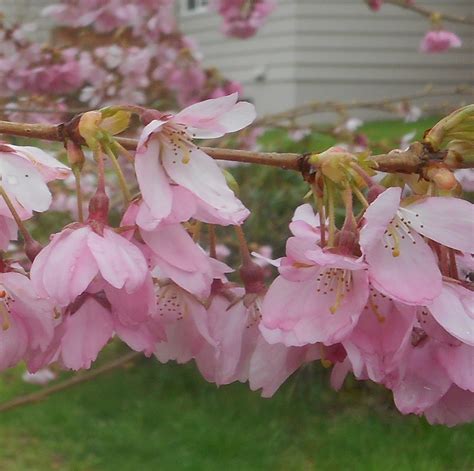 Apple tree rootstocks and tree sizes. Growing Greener in the Pacific Northwest: What's Blooming ...