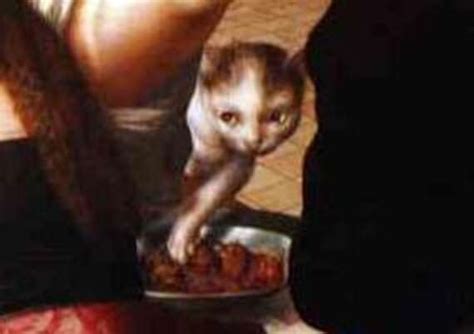13 Renaissance Cats Who Just Dont Give A Sht The Dodo