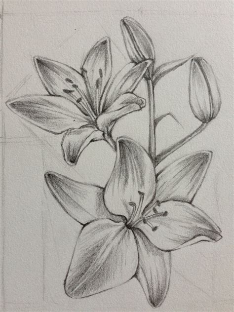Flower Flower Sketch Pencil Pencil Drawings Of Flower