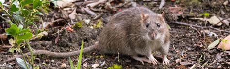 Sometimes traps are also referred to as bed bug monitors, the reason being that these devices can be used not only to detain the pests. Norway Rat Information | Cook's Pest Control