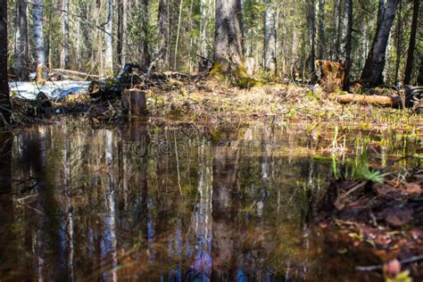 Dense Forest Area During The Spring Flood Is Reflected In The Water