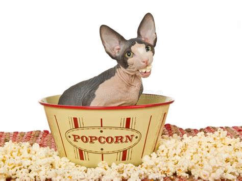 Funny Sphynx Kitten Eating Popcorn Stock Image Image Of Eyed Bowl
