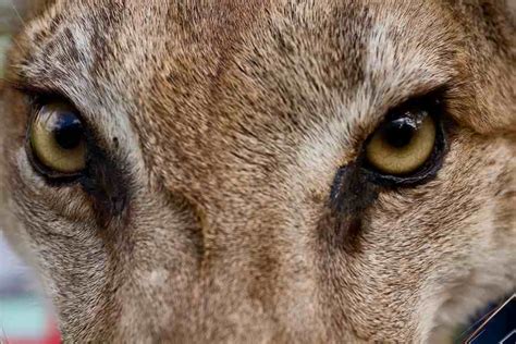 Animals, Birds, Creatures | Wild Life & Sea Side: Deadly wild animals