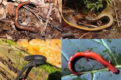 Are Red Backed Salamanders Poisonous To Humans Or Pets