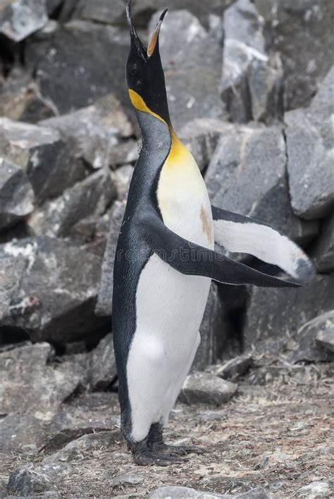 Emperor Penguinaptenodytes Forsteri Stock Photo Image Of Global