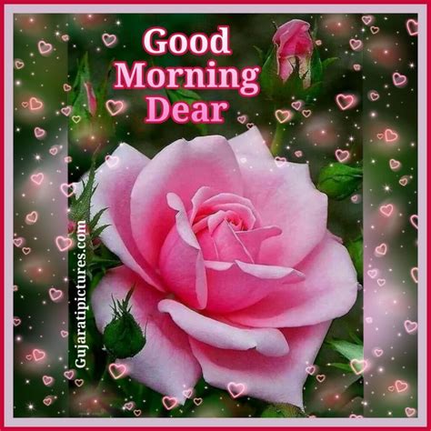 Good Morning With Rose Flower Gujarati Pictures Website Dedicated